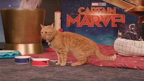 Everything You Ever Wanted To Know About Captain Marvels Goose The Cat