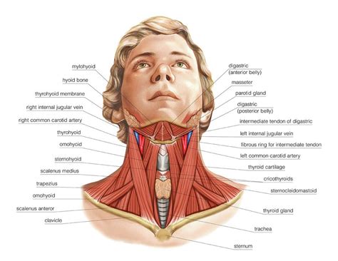 Muscles In The Neck Slideshare