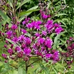 Vernonia noveboracensis #2 (New York Ironweed) - Scioto Gardens Nursery