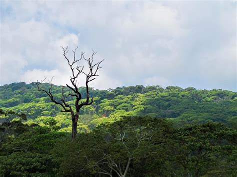 Unesco World Heritage Site In Sri Lanka Sinharaja Forest Reserve R