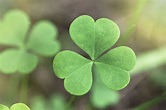 The Difference Between Irish Shamrocks and Four-Leaf Clovers