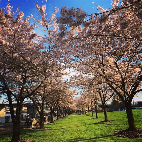 Portland Cherry Blossoms Powered By Tofu