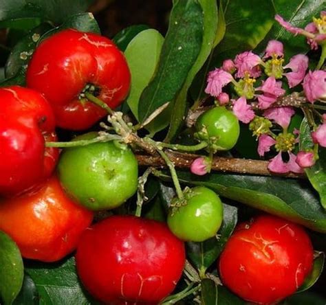Jual Unggulan Bibit Tanaman Buah Barbados Cherry 40Cm Di Lapak Taman