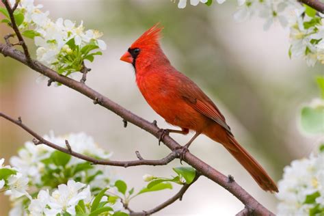 How To Attract Cardinals 10 Surefire Ways To Bring Them To Your Yard