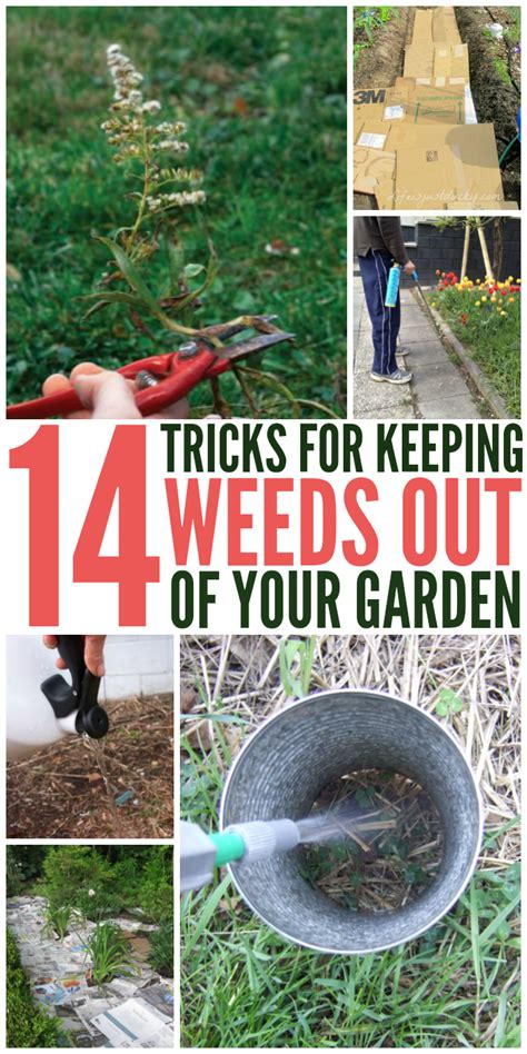 14 Tips Get Rid Of Weeds From The Garden Once And For All