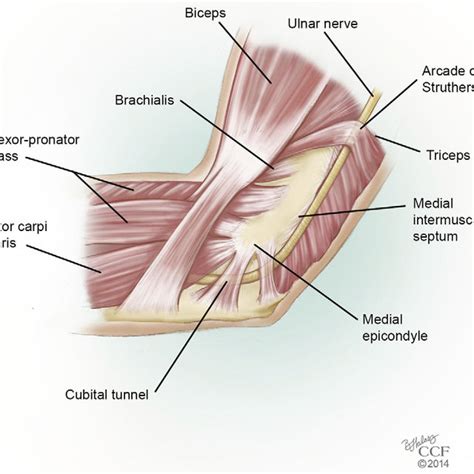 Schematic Illustration Showing The Anatomy Of The Elbow The Ulnar