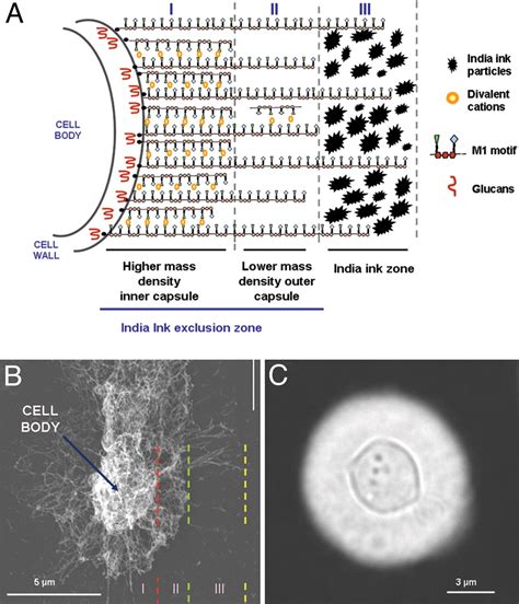 Capsule Of Cryptococcus Neoformans Grows By Enlargement Of