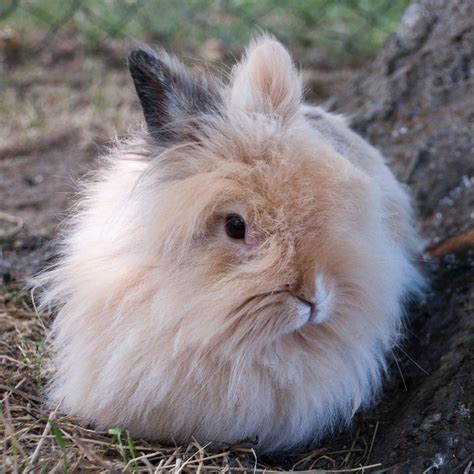 Update 74 Long Haired Rabbit In Eteachers