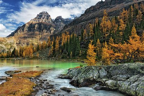 Autumn turning larch trees in the Opabin Plateau of British Columbia's ...