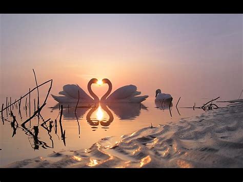 Swan Love Pretty Lake Swans Love Hd Wallpaper Peakpx