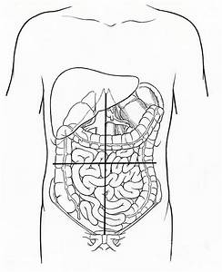 Illustration Of Abdominal Quadrants Photograph By Science Source
