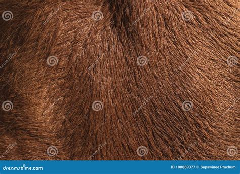 Cow S Fur Texture Of A Brown Cow Stock Image Image Of Material Gold