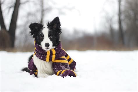 Depth Of Field Fall Dog Border Collie Pet Leaf Wallpaper