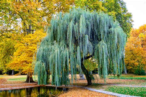 Weeping Willow Tree Plant Teknoupdt