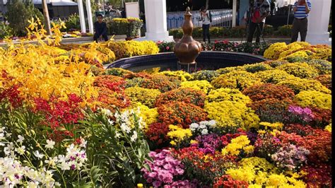Anjung floria also celebrates the royal putrajaya flower and garden festival which is one of the most beautiful and vibrant flower fests in the country. Malaysia's largest Flower & Garden Festival. Floria Diraja ...