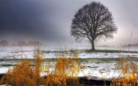 Wallpaper Winter Tree Grass Snow Morning Fog