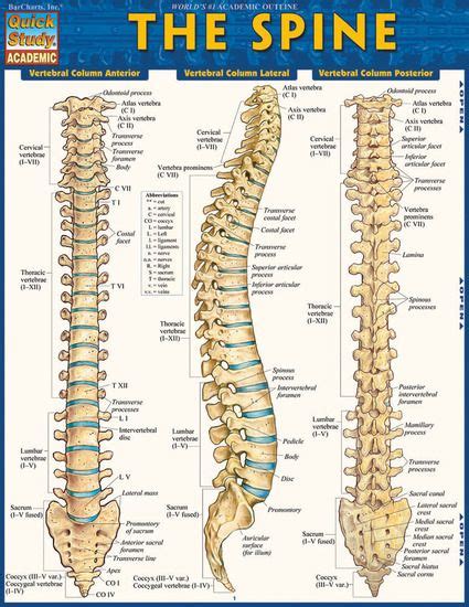 Quickstudy The Spine Laminated Study Guide In 2020 Spine Health