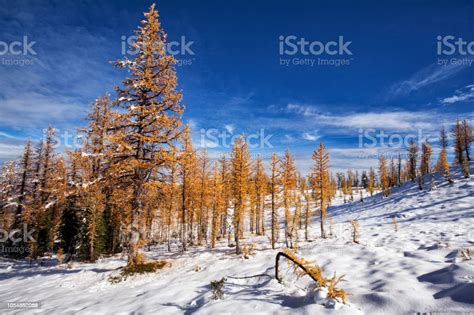 Golden Larches At Frosty Mountain Bc Canada Stock Photo Download