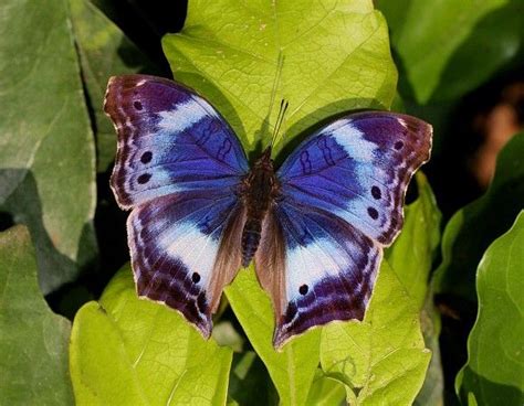 Amazing Purple Butterfly Usually Found Upside Down In Its Environment