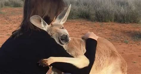 Rescued Kangaroo Hugs Her Rescuers Every Day And The Internet Cant Handle It Bored Panda