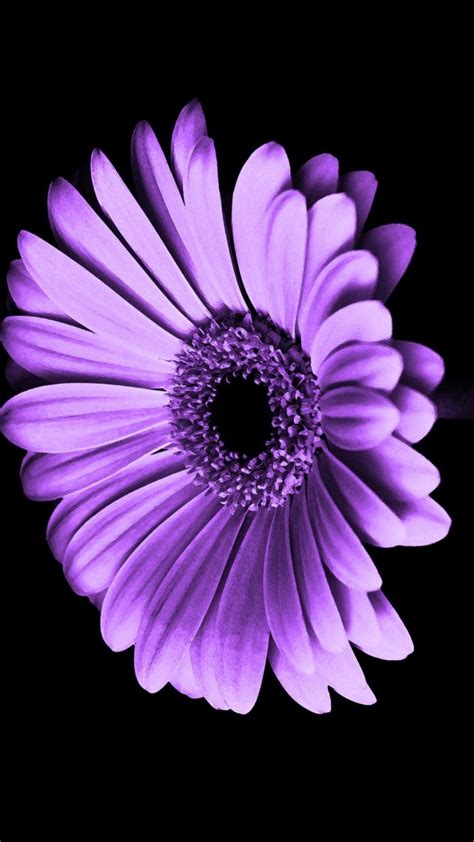 Iphone Purple Flower Wallpaper 4k Carrotapp