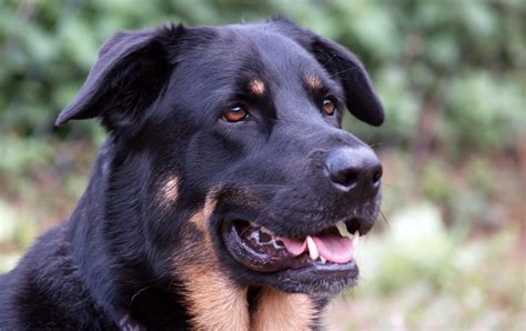 German Shepherd Rottweiler Mix The Complete Guide My Dogs Name