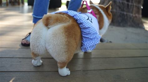 Corgi Butts Drive Us Nuts 26 Adorable Fluffy Rear Ends