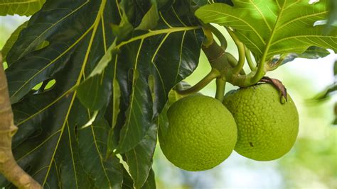 Versatile Breadfruit Used For Savory Sweet Foods