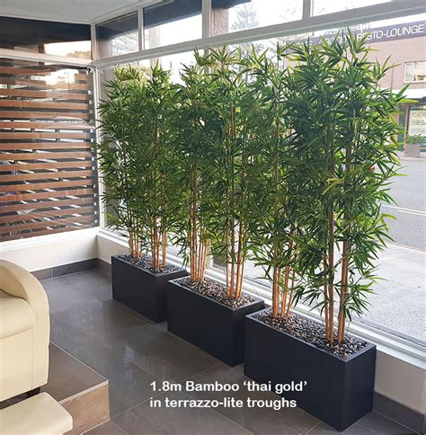 Bamboos Make Wonderful Screen Plants Interior Gardens