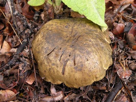 Is This A Boletus Is It Edible Mushroom Hunting And