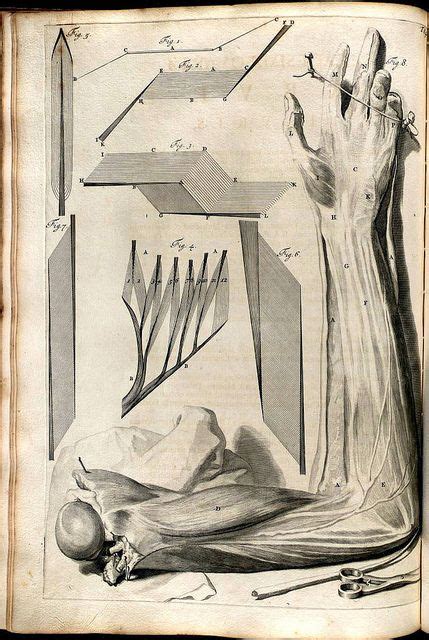 Anatomy Illustrations 1600s Medical Illustration Scientific Illustration Illustration