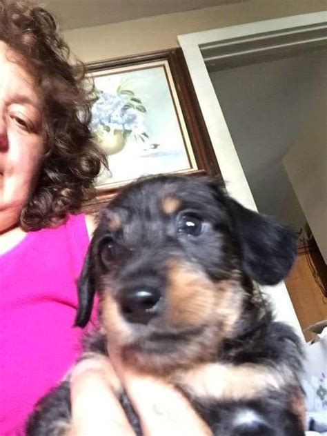 Dachshund puppies, these are one of the most incredible dogs and increaing in popularity is becoming one of the top most a litter akc registered dachshund puppies. Dachshund puppy dog for sale in Gaylord, Michigan