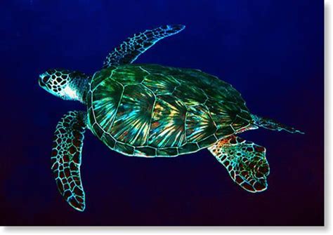 Sea Turtle Bing Images Tattoo Ideas Pinterest