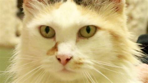 Adopt Tammy A Domestic Calico Cat From The Belleville Area Humane