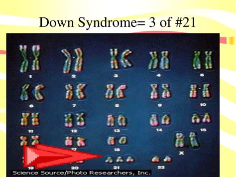 Ppt Meiosis And Genetics Powerpoint Presentation Free Download Id436408