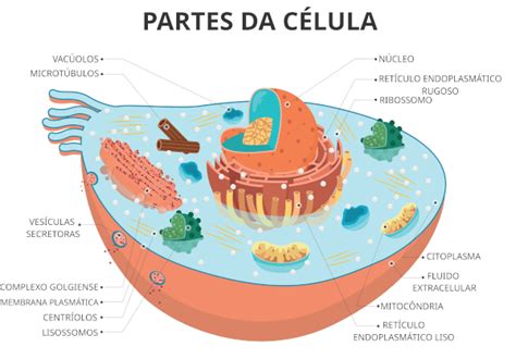 Citologia O Que é Resumo Células Organelas Brasil Escola