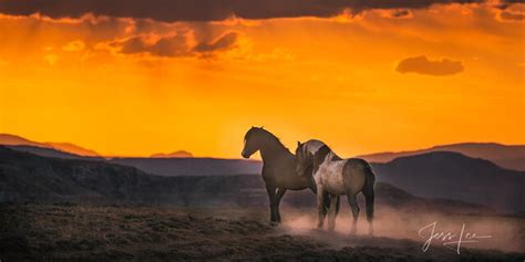 Pictures Of Horses Around The World Photos By Jess Lee
