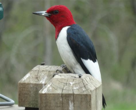 Red Headed Woodpecker Facts Habitat Diet Life Cycle Baby Pictures