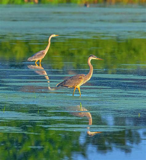 Two Great Blue Herons Fishing Together Photograph By James Brey Fine