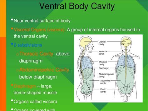 Ventral Cavity