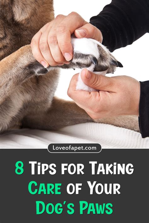 How To Care For Your Dogs Paws 8 Tips Love Of A Pet Dog Paws Dry