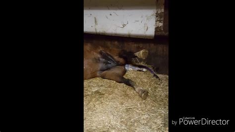 Horse Birth Youtube