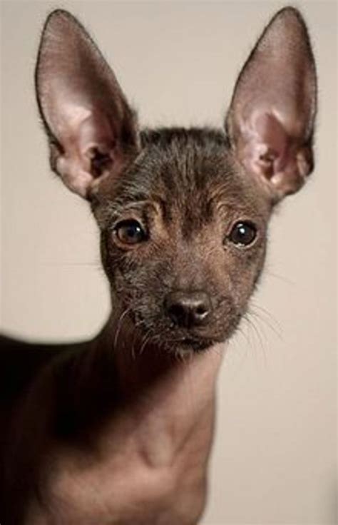 The Top 10 Ugliest Dog Breeds In The World Pethelpful