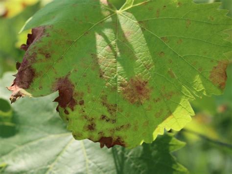 Ozone Damage To Plants Learn About Treating Ozone Injured Plants