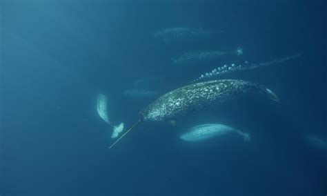 Unicorn Of The Sea Narwhal Facts Stories Wwf