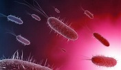 Infographic - 10 Facts About E. coli by Safe Food