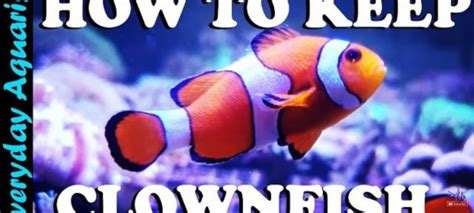 How To Take Care Of Clownfish In An Aquarium Tank Facts