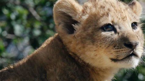 Meet The Unbelievably Adorable Real Lion Cub That Played Simba In The