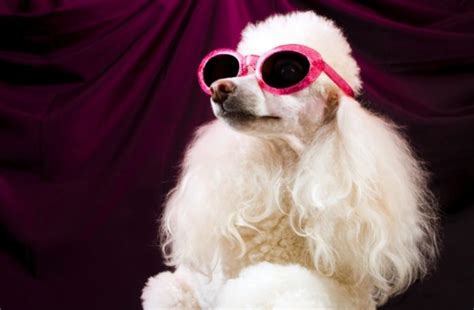 Top 350 Cool Cute Unique Girl Dog Names