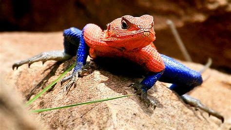 10 Weirdest Reptiles On The Planet